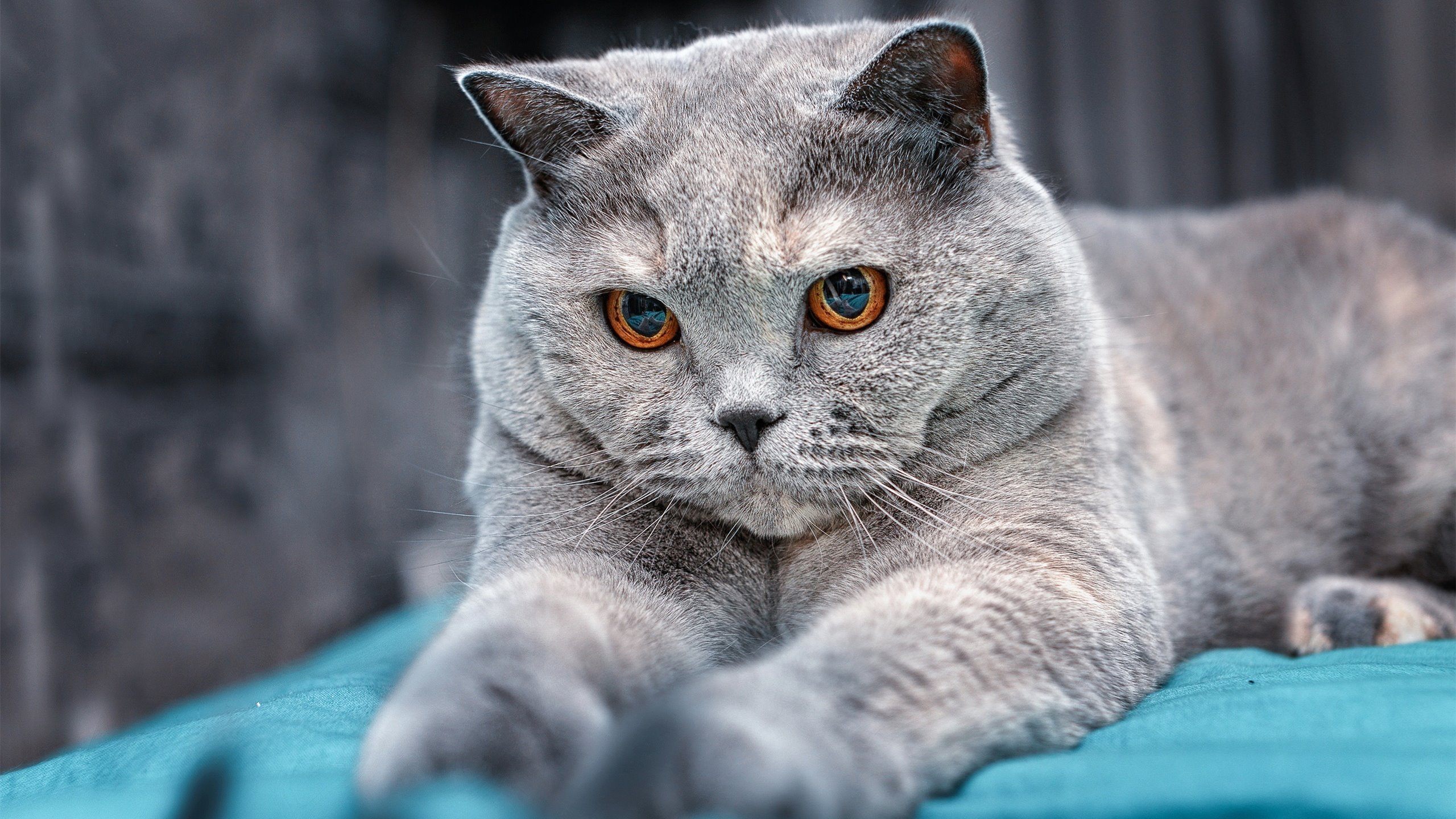 火网罩钢盾,爵士三分雨淹没广厦,杜兰特无解死神镰刀再显威