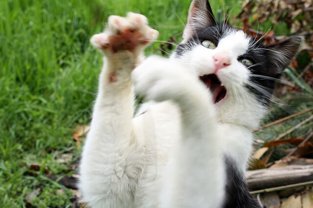 世界排名争夺战焦点战，雷霆如何提前终结上海队的悬念？