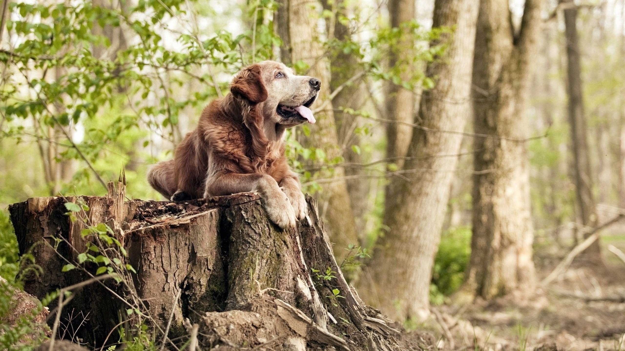 极致的两种写法，当马刺以纪律碾压，利拉德以孤胆接管