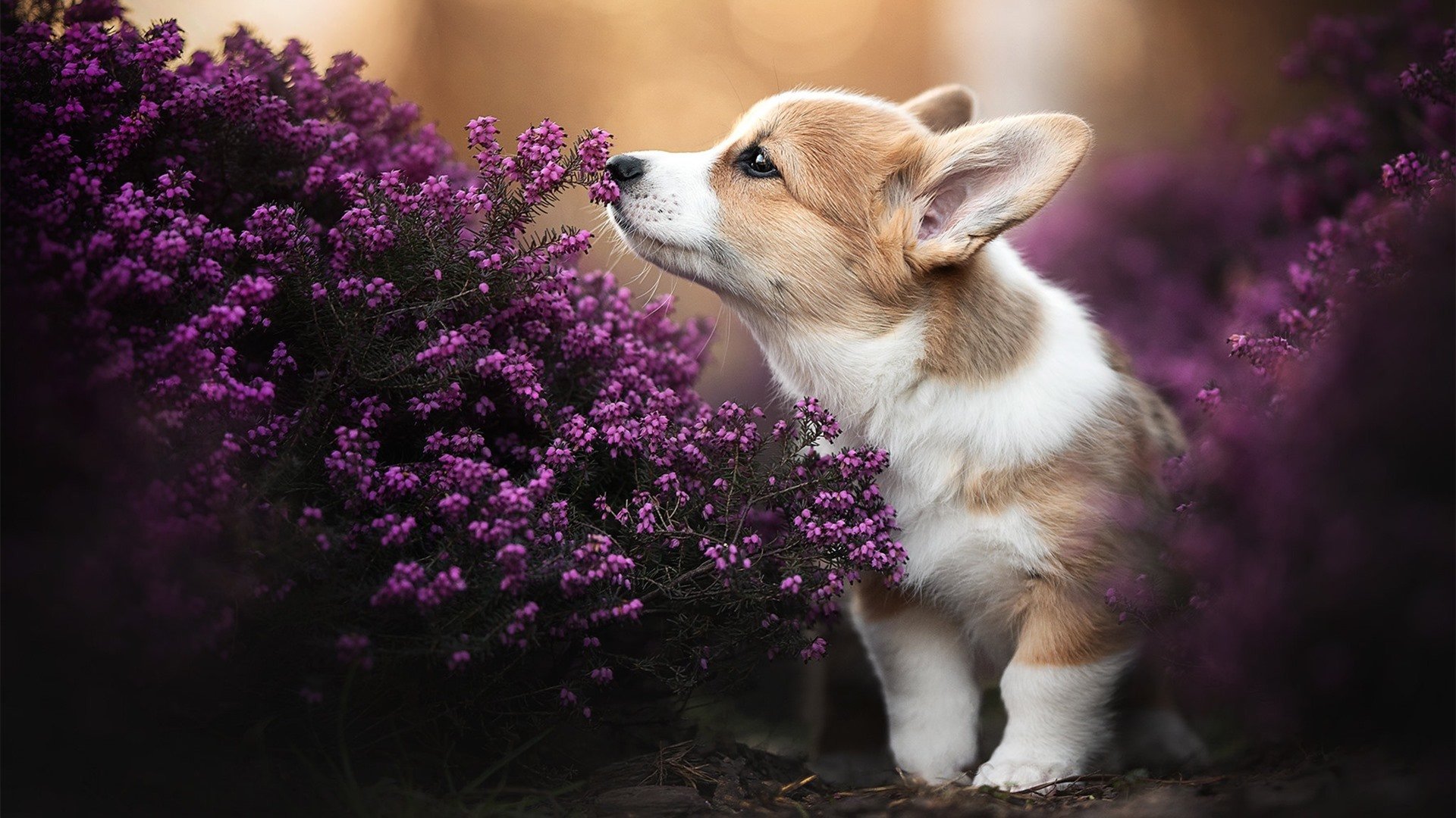 双线奏凯，马竞钢铁防线窒息亚特兰大，楚阿梅尼欧冠舞台闪耀全场